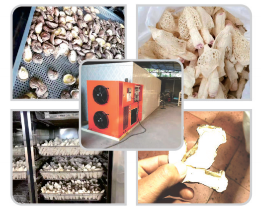 食用菌烘干案例